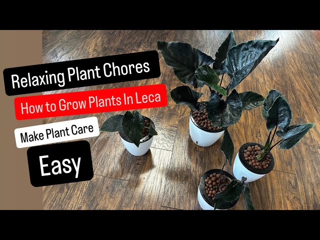 Relaxing Plant Chores How to Grow Plants in Semi Hydroponics Leca Make Plant Care EASY