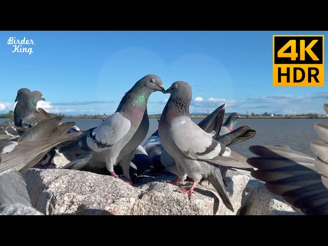 Cat TV for Cats to Watch 😺 Pigeons in love. Party of blackbirds, ducks 🐦 8 Hours(4K HDR)