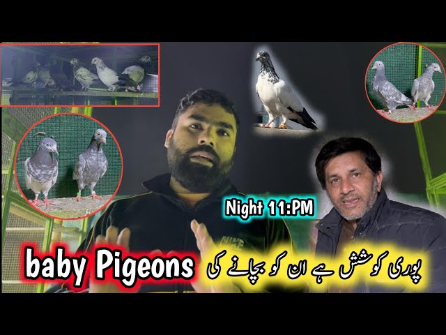 Baby Pigeons Ki Treatment Buhat Zaroori Hy || Pigeons Online