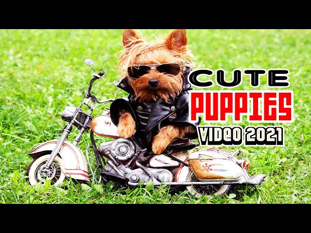 CUTE PUPPY VIDEO COMPILATION (2021) | YtPets