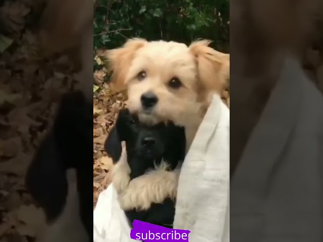 Top Funny Cute Dog Videos and TIKTOK Compilation #short