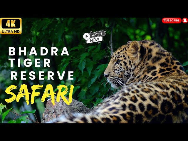 Bhadra Tiger Reserve Karnataka | Wildlife Safari in 4K |