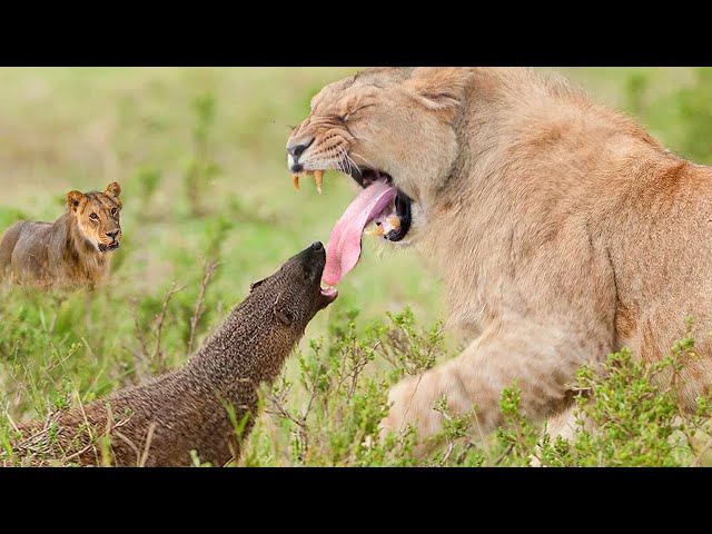 Stubborn Badger Honey caught in the Lion's sights - Wild Animal Survival