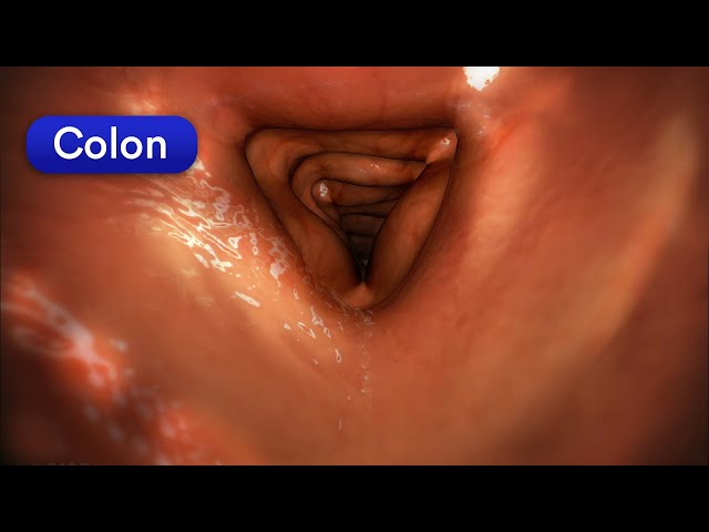 How does your body turn food into poop? Human digestive system