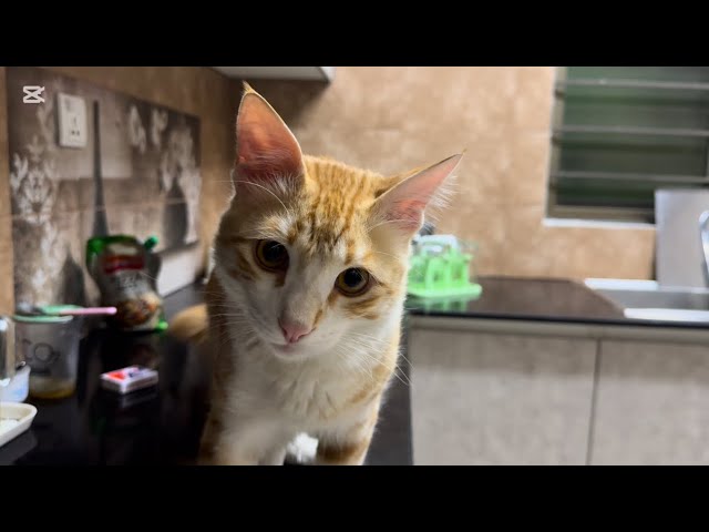 Ginger tabby’s kitchen adventures| funny cats| viral cat video #catshorts #cat #kitten #catvideos