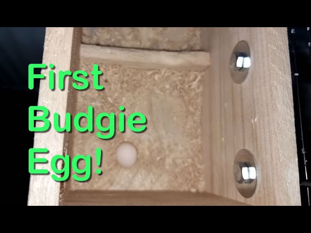 Budgie Lays First EGG! Top Tips - Breeding Budgies for Beginners UK - (4)