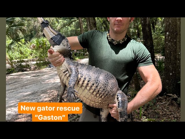 New gator rescue “Gaston”