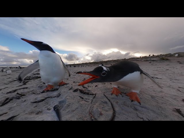 Gentoo Penguins at Bleaker Island, Falkland Islands in 360° [Gear 360]