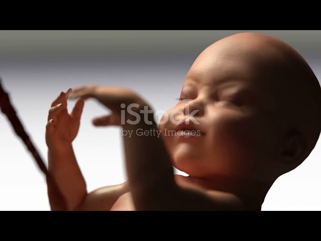 From Conception to Fetus-The Miracle of Life