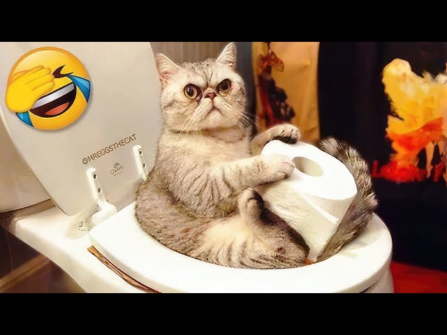 😂 Hilarious Animals Gone Wild! Funny Dogs and Cats Video that Will Make Your Day! 🐶😹