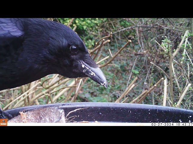 Are Crows Bad for Bird Feeders? ⚠️