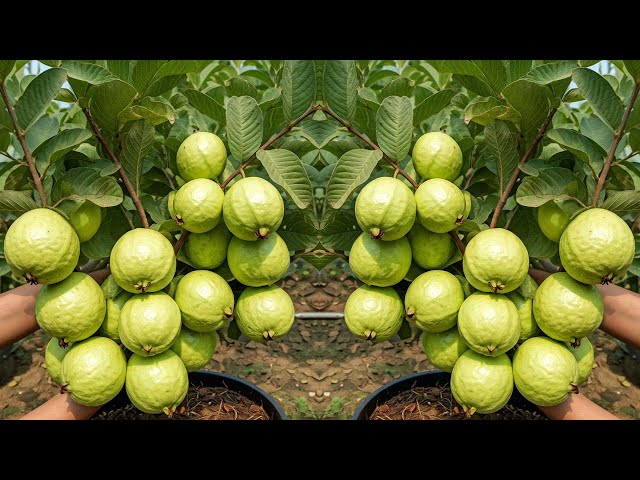 LIVE🔴🌿Secret Tips to Grow a Healthy guava Tree at Home (Fast & Easy!)#livestream #live