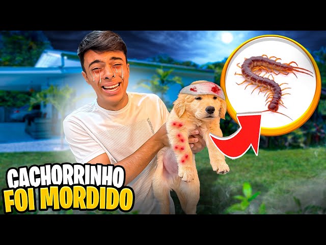 MEU CACHORRINHO FOI MORDIDO POR UM BICHO VENENOSO!😱 *será que ele vai ficar bem?😓