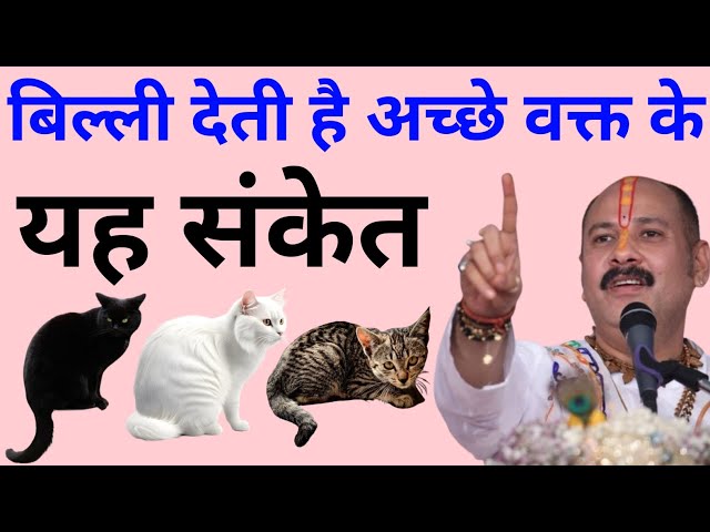 बिल्ली देती है ये शुभ अशुभ संकेत । Pradeep mishra ji ke upay । pradeep mishra ji । viral video ।