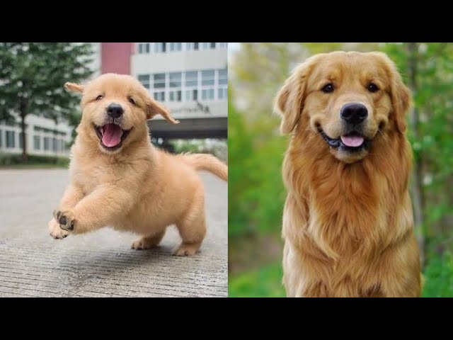 cute funny dog video