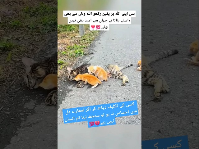 Boy rescue cat with kittens💔❣️ #trending #viralvideo #quotes #poetry #right #sadanimalfacts #shorts