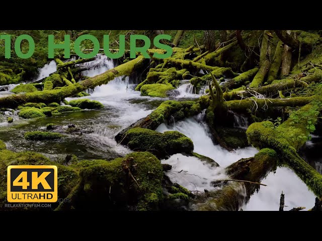 Calm River Sounds in Forest - Relaxing Ambience, White Noise & Nature Sounds by Scenic Sound