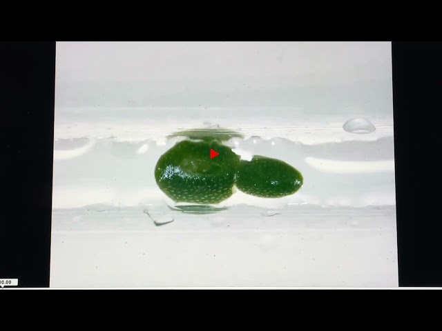 Formation of the smallest flower in the world on the tiny duckweed Wolffia australiana