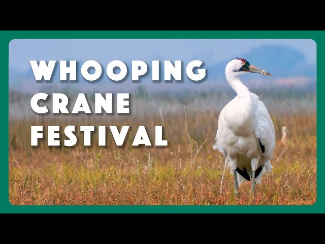 Port Aransas Whooping Crane Festival