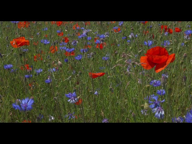 Cornflowers & Poppies on Flanders Fields - 1 (Polarized - Canon EOS R5 - 4K DCI HDR PQ - 100 fps)