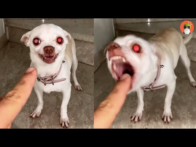 Funny Chihuahua Video - Best TikTok 2021 | Purr-fect