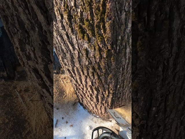 Cutting an unalive walnut, Safely