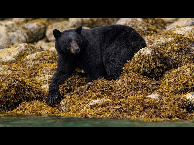 For The Bears: Responsible Bear Viewing on Vancouver Island