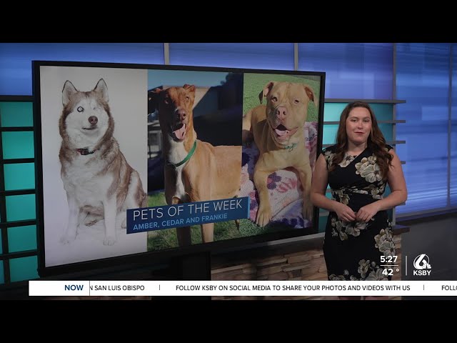 Pets of the Week - Amber, Frankie and Cedar