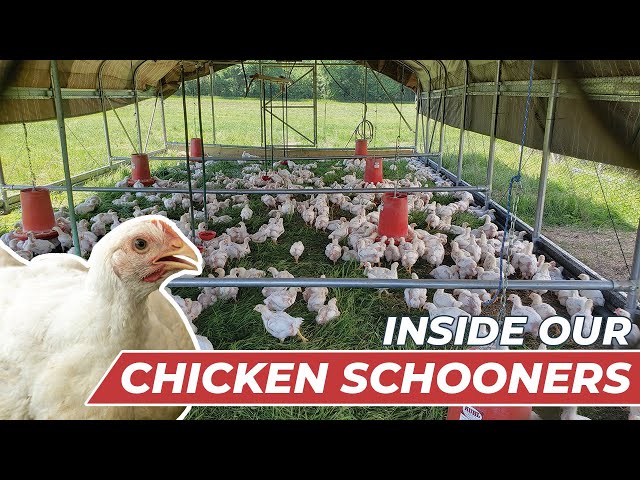 Raising Broiler Chickens on Pasture