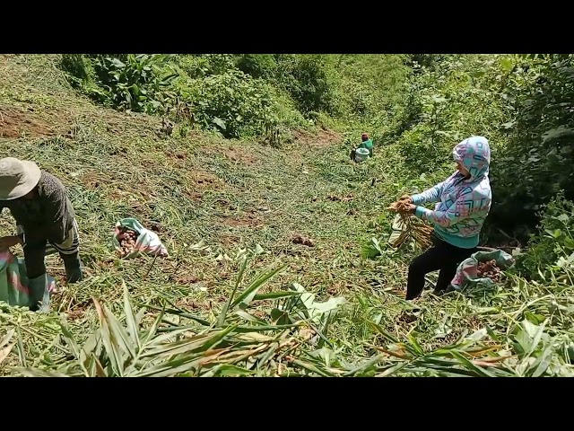 Time to harvest ginger