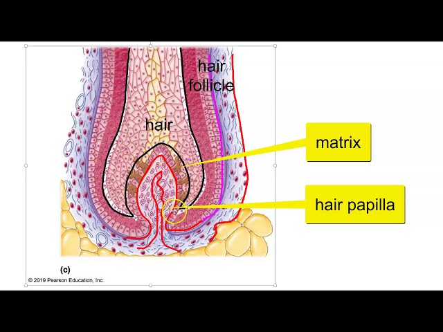 Hair, Hair follicle, and Nail Structure