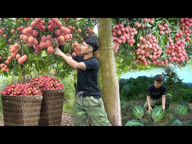 Harvest Big Lychees fruit, plum, big bananas, big watermelon to market sell, prepare build new house