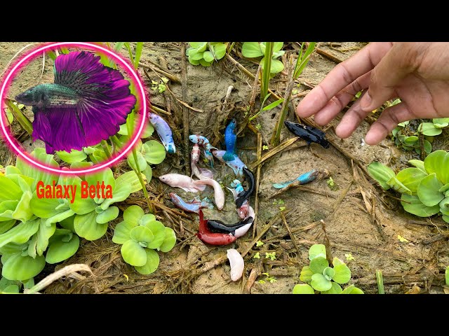 Unexpected Unique Catching a lot Crowntail Betta Double Tail Half Sun Galaxy Betta Fish In The Hole