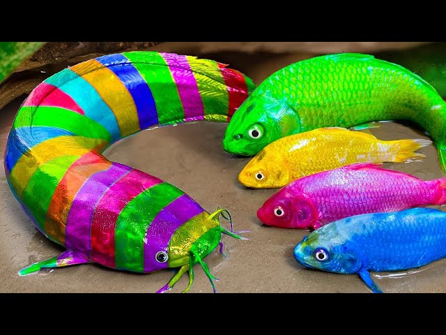 Menemukan ikan hias warna-warni, Ikan lele pelangi, ikan cupang - RAINBOW CARP ASMR Funny