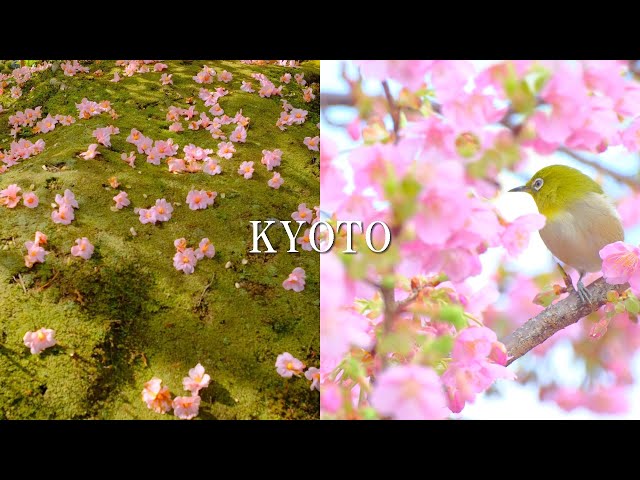 【Cherry and Plum blossoms】 KYOTO, Beautiful flowers signaling the coming of Spring ,Toji-Temple