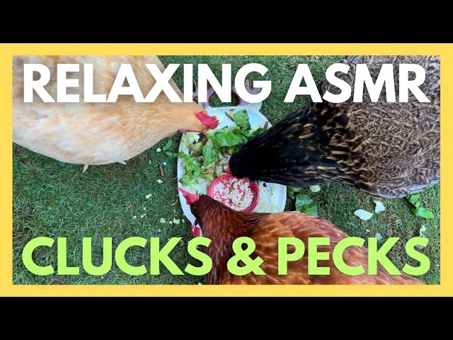 RELAXING ASMR. Backyard chickens clucking while eating and pecking.