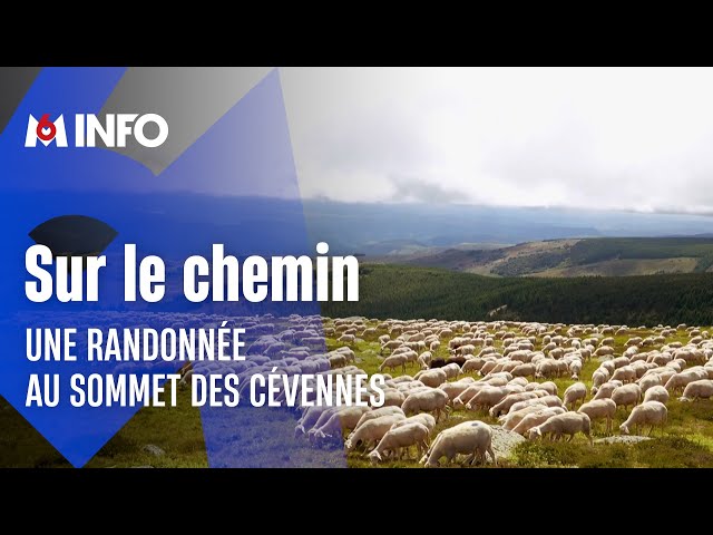 Le chemin de Stevenson, une randonnée au sommet des Cévennes