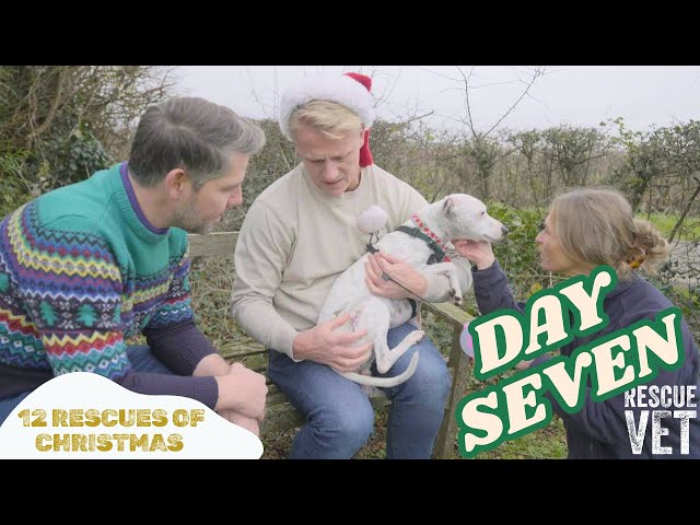 Small dog bullied for food is saved by amazing charity | DAY 7: 12 RESCUES OF CHRISTMAS