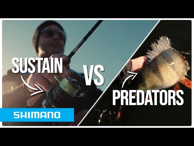 Perch and zander vs the Shimano Sustain rod and reel | INCREDIBLE soft-bait fishing