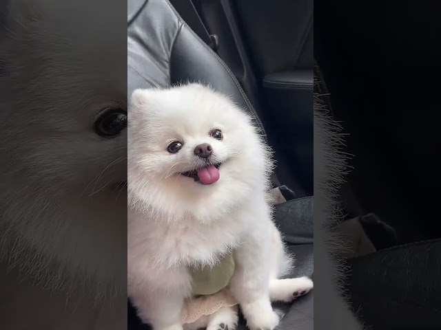 I am stupid and easy to fool.Pomeranian, Pomeranian baby, silly puppy, cute dog