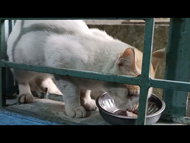 নতুন একটি বিড়াল /new cat eating fish!