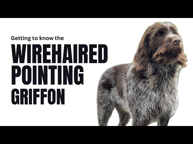 Wirehaired Pointing Griffon: The Gun Dog Supreme, an Overview of Griffs #wpg