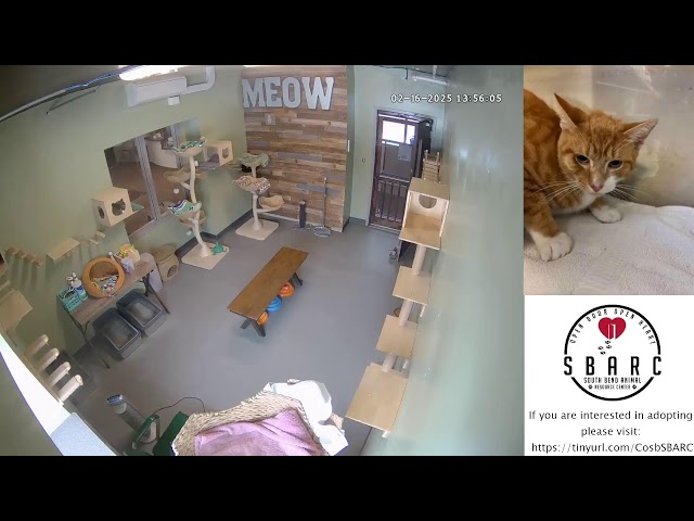 South Bend Animal Resource Center - Cat Cam