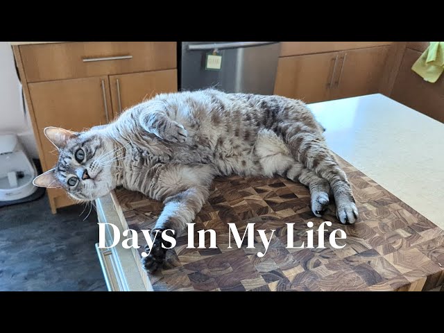 Days In My Life | cooking AND baking fails, catsitting, park picnic, packing for new house