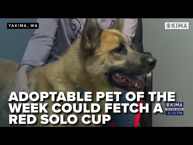 Adoptable Pet of the Week Could Fetch a Red Solo Cup