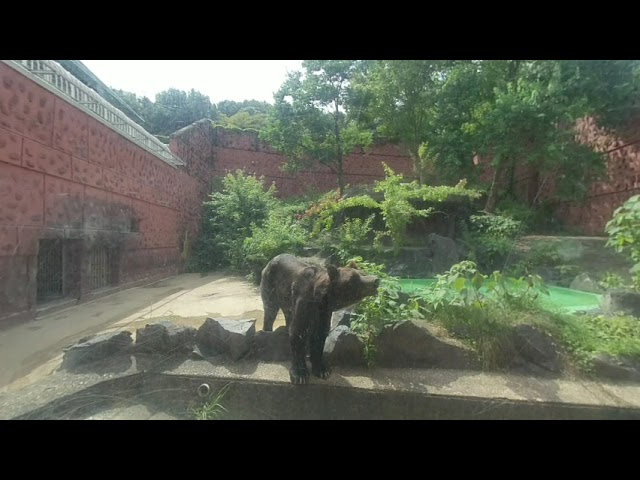 3DVR　日本最大最強の肉食動物ヒグマ　死んだふりはダメ絶対 Japan's largest and strongest carnivore, the brown bear