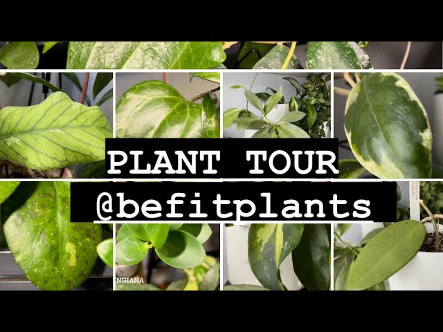 Plant  Tour ( Uncommon Hoya and houseplants)