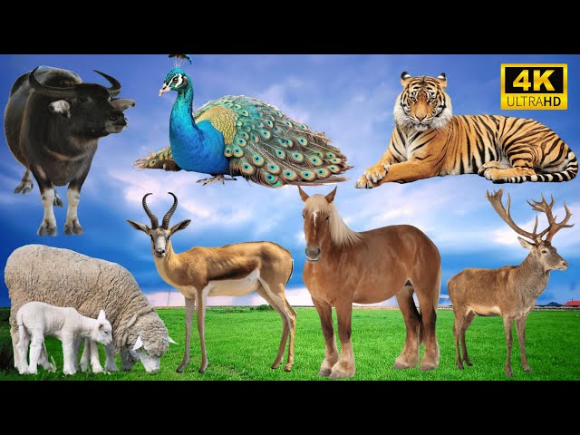 4K Wild Animal Sounds: Buffalo, Peacock, Tiger, Sheep, Antelope, Horse, Deer - Animal Kingdom’s Best