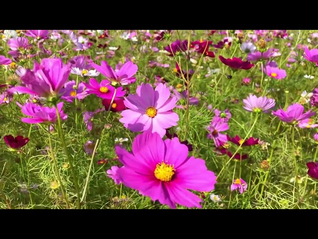 コスモス シリス 栃木。。きれい すぎる☺️