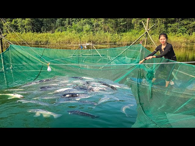 Live Footage of a Girl Catching Multiple Big Fish with Bamboo Traps and Nets in a Large Lake - LTTV2